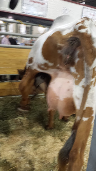 Illustration for article titled Cows at the Fair - I'm Famous and Exhausted